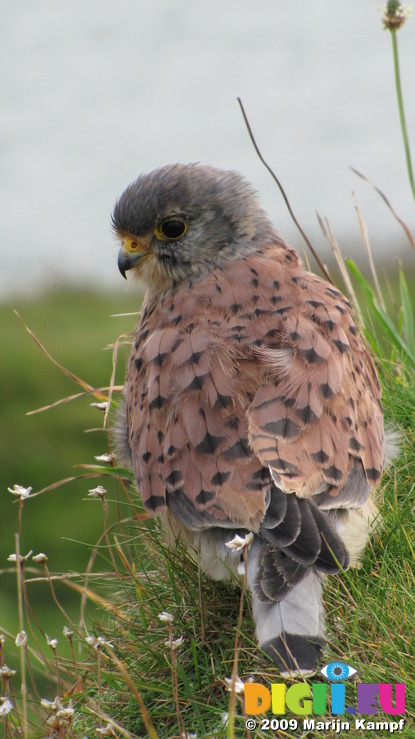 SX08845 Closeup of Kestrel (Falco tinnunculus) on Trevelgue Head - Porth